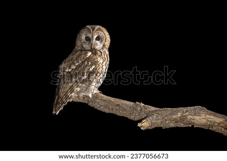 Tawny owl (Strix aluco) perched on branch. This predator bird is on the lookout and hunting for mice. Wildlife scene of nature in Europe.