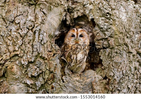Tawny Owl (strix aluco) sitting on an old rotten oak tree.  Taken in the mid Wales countryside UK