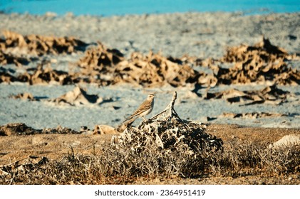 Tawny pipit (Anthus campestris) on a breeding site of a salt-marsh semi-desert. Northern Black Sea region