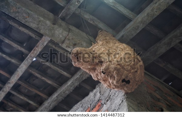 Tawon Ndas Asian Hornet Nest Ceiling Stock Photo Edit Now 1414487312