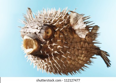 Taxidermal inflated puffer fish over blue background