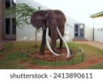 The taxidermized replica of the famous tusker Ahmed, who had the largest tusks in Kenya, on showcase at the Nairobi National Museum.