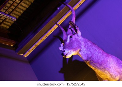 Taxidermy Animals In Industrial Bar / Club