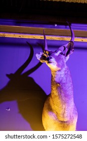 Taxidermy Animals In Industrial Bar / Club