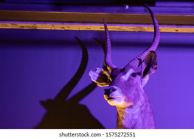 Taxidermy Animals In Industrial Bar / Club