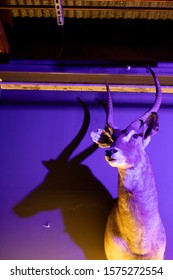 Taxidermy Animals In Industrial Bar / Club