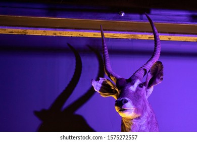 Taxidermy Animals In Industrial Bar / Club