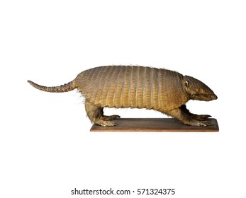 Taxidermy Armadillo Isolated On White Background