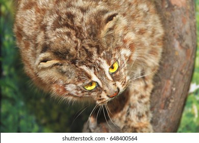 Taxidermy Of Asiatic Golden Cat Or Catopuma Temminckii, Closeup