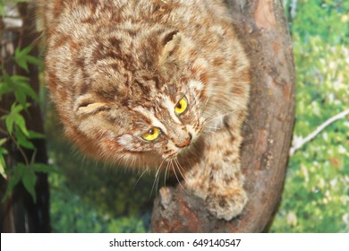 Taxidermy Of Asiatic Golden Cat Or Catopuma Temminckii, Closeup