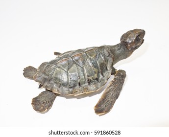 57 Dead baby turtle Images, Stock Photos & Vectors | Shutterstock