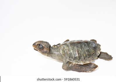 57 Dead Baby Turtle Images, Stock Photos & Vectors 