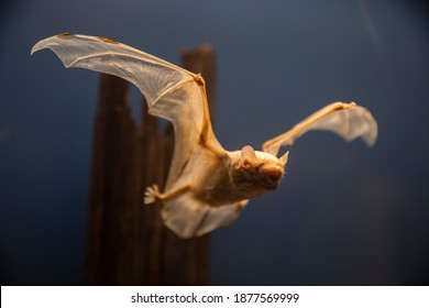 Taxidermy Bat Mount Specimen Flying. Full Length.  