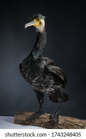 Taxidermy Bird Standing For Photoshooting
