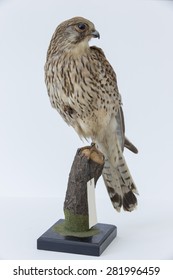 Taxidermy Bird With Wooden Base