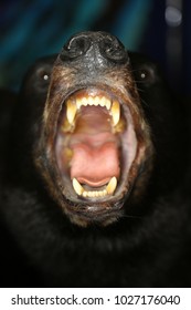 Taxidermy Of A Black Bear With An Open Mouth Showing Its Teeth And Tonge 
