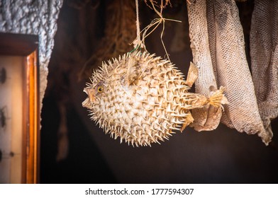 Taxidermy Blow Fish As Decoration