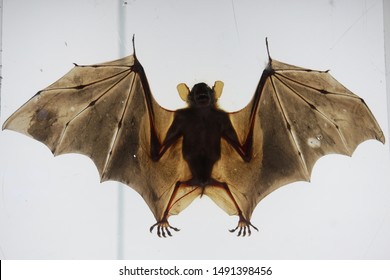 Taxidermy Brown Bat, White Background