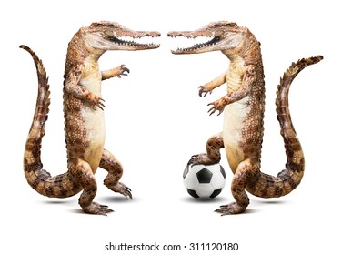Taxidermy crocodile soccer player team isolated on white background with clipping path