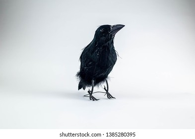 A Taxidermy Crow Stands On A White Background