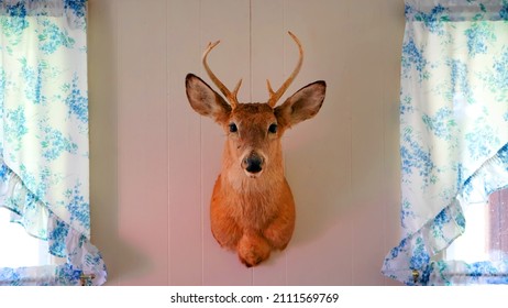 Taxidermy Deer Head Mounted On Wall