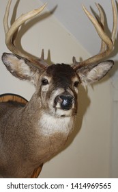 Taxidermy Deer, A Large Rack Buck Mounted On A Wooden Plaque.