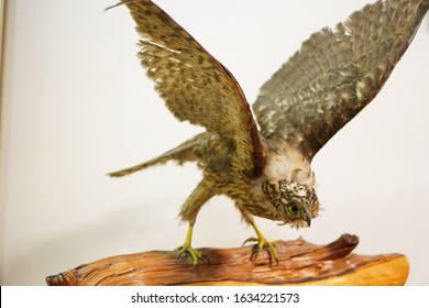 Taxidermy Eagle In Japanese Style Room
