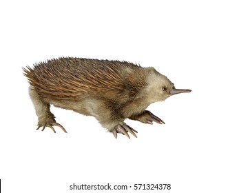 Taxidermy Echidna Isolated On White Background