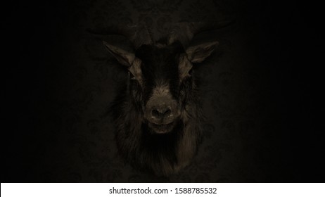 Taxidermy Goat's Head On A Black Wall