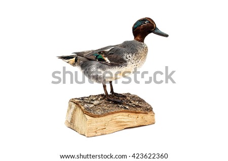 taxidermy of a green winged teal duck