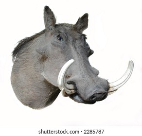 A Taxidermy Head Mount Of A Warthog At An Oblique Angle On A White Background