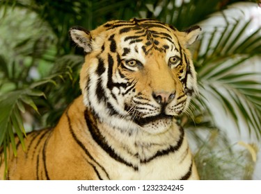 Taxidermy Head Of A Tiger