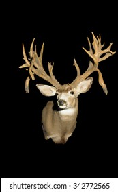 Taxidermy Head Of A Trophy Whitetail Deer Isolated Over Black