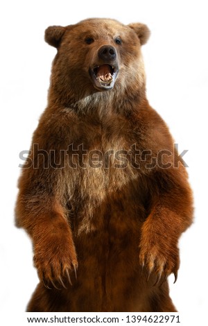 Taxidermy of a Kamchatka brown bear on white background