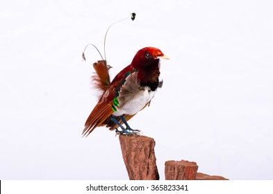 Taxidermy King Bird Of Paradise On White Background