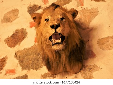 Taxidermy Lion Head That Hanging On The Wall