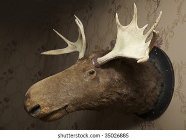 Taxidermy Moose Head On Wallpaper In A Livingroom