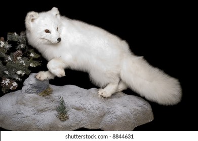 Taxidermy Mount Of An Arctic Fox In Winter Pelage, Isolated On A Black Background