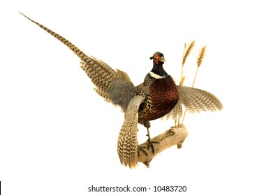 Taxidermy Mount Of Cock Pheasant Isolated On White