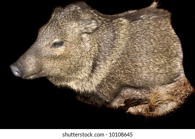 Taxidermy Mount Of Javelina Over Black