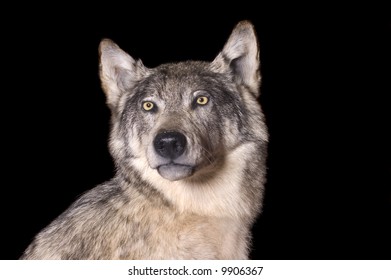 Taxidermy Mount Of A North American Coyote, Isolated On A Black Background