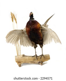 Taxidermy Mount Of A Pheasant Standing On A Log Over A White Background