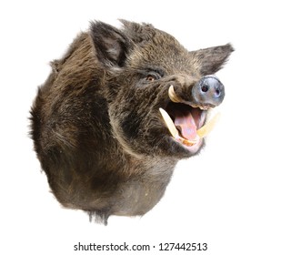 Taxidermy Mount Of A Sus Scrofa, (Wild Boar) Isolated On White