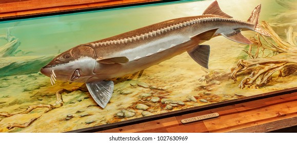 Taxidermy Mount White Sturgeon Stock Photo 1027630969 | Shutterstock