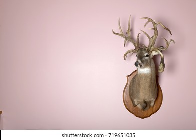 A Taxidermy Mounted Stag Head With Antlers On A Blank Pink Wall With Copy Space.