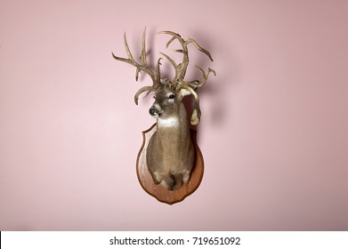 A Taxidermy Mounted Stag Head With Antlers On A Blank Pink Wall With Copy Space.