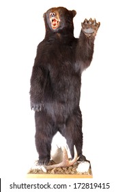 Taxidermy of a North American Black bear