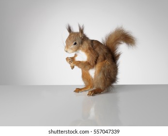 Taxidermy Red Squirrel On Grey Background