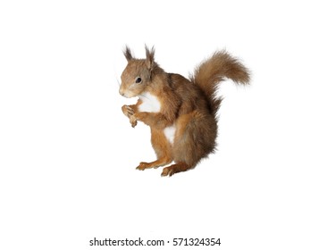 Taxidermy Red Squirrel On Isolated White Background