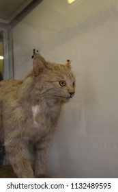  Taxidermy A Scarecrow, A Terrible Cat